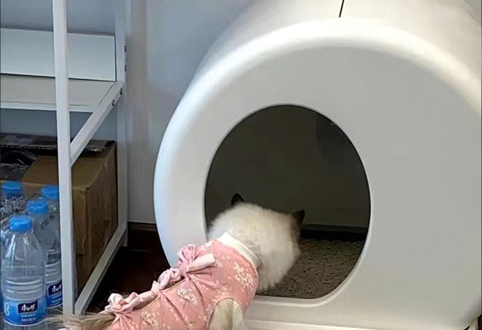 智能貓砂盆不動了是什么問題引起的