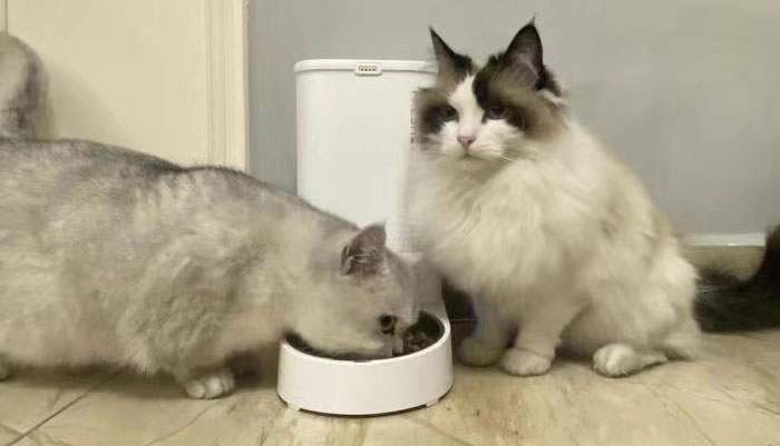 寵物自動喂食器哪個好？怎么選型